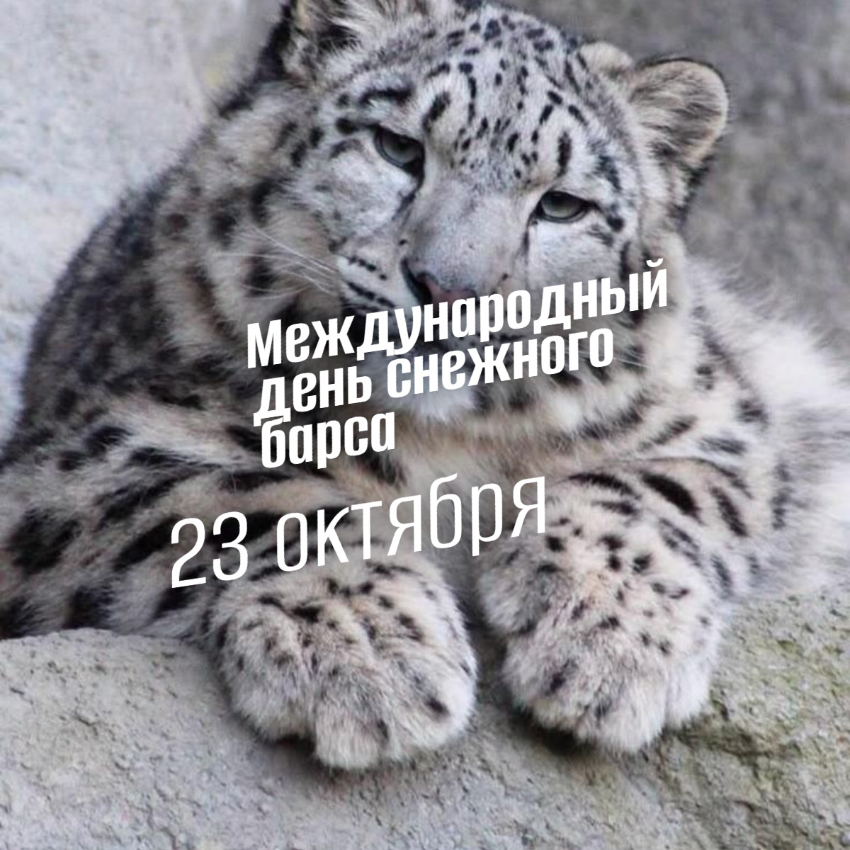 23 Октября: Международный день снежного барса — История и миссия 2025 года
