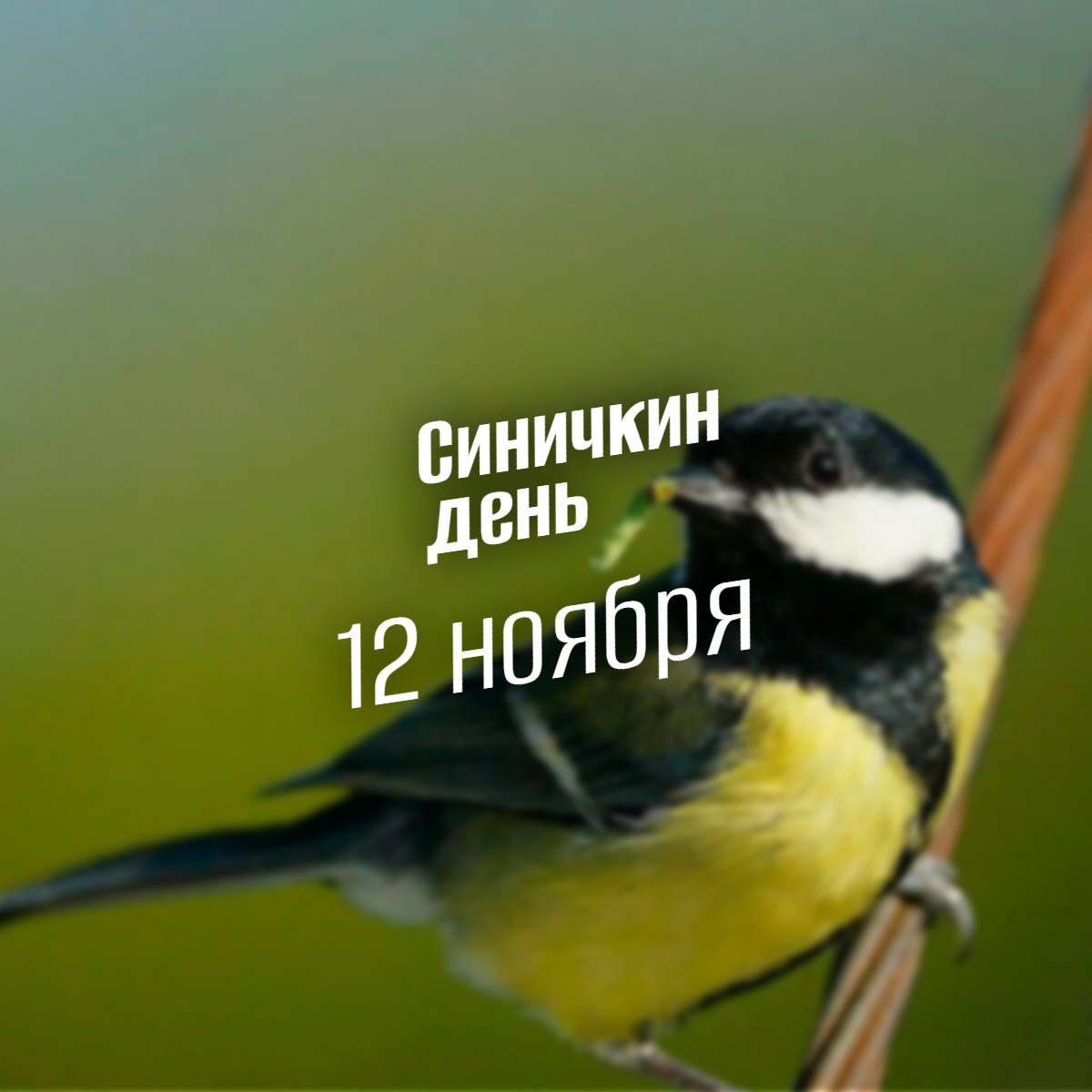 Синичкин день. Главная птичья дата осени, или как 12 ноября стало праздником заботы, предсказаний и надежды