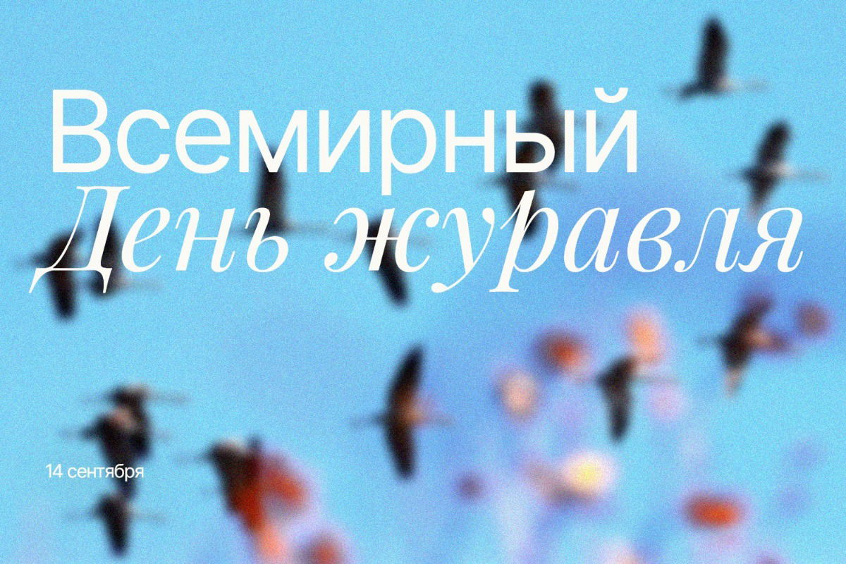 Всемирный день журавля 2025: 14 сентября — история, традиции и современные вызовы