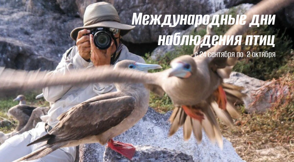 Международные дни наблюдения птиц 2025: большой осенний марафон пернатых