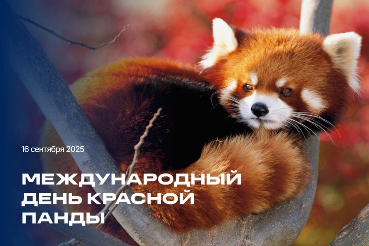 Международный день красной панды 2025: Как маленький "огненный лис" покоряет сердца и почему его спасение — наша общая цель