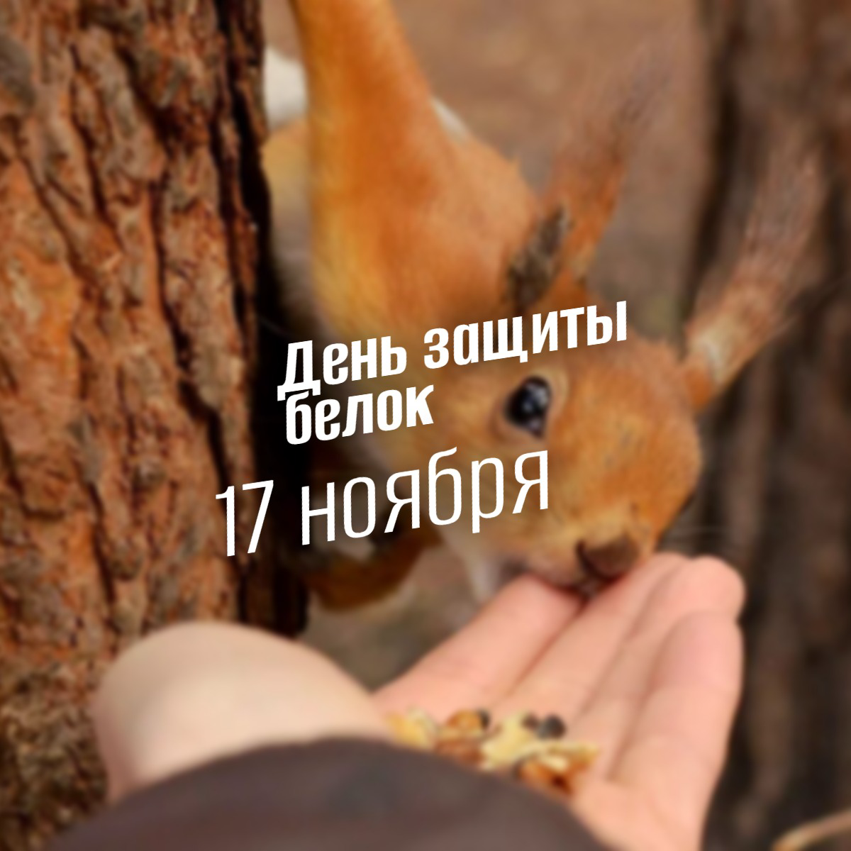 17 ноября День защиты белок: интересные факты о самых милых грызунах